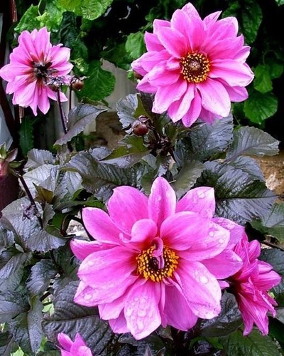 Dahlia Paysage Fascination