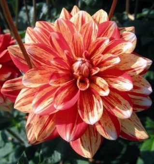 Dahlia Striped Nagano