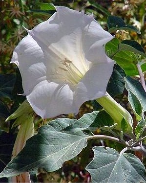 Datura Blanc