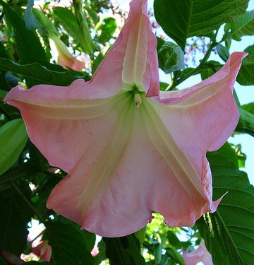 Datura Rose