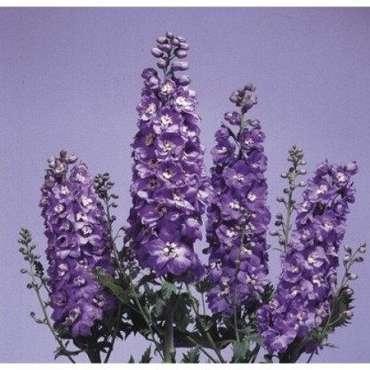 Delphinium Magic Fountains Lilac Pink / White Bee