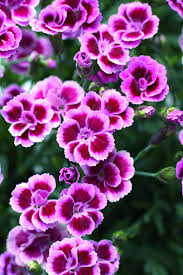 Dianthus