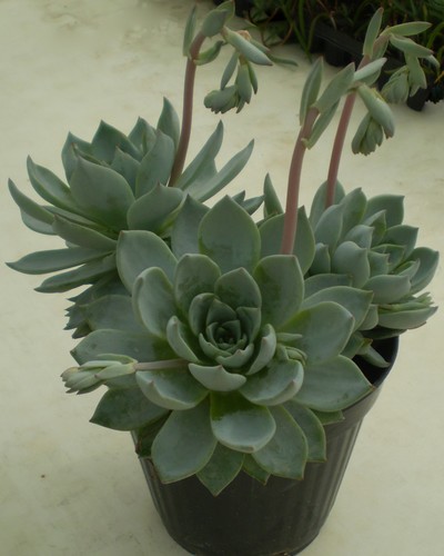 Echévéria Desmetiana