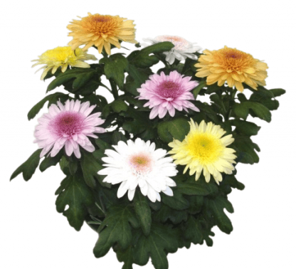Eléonora Unifleur 1 T