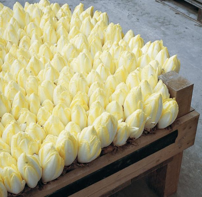 Endives Totem