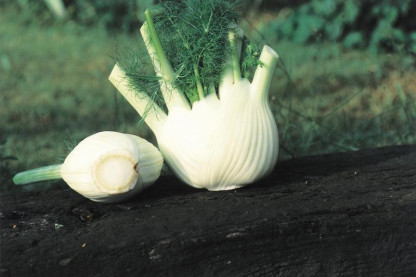 Fenouil Selma