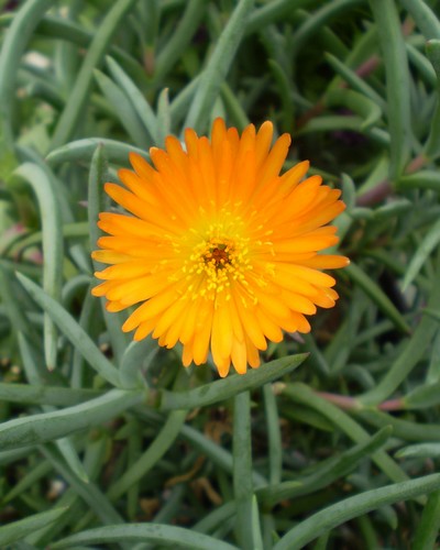 Ficoïde Orange
