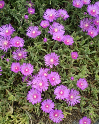 Ficoïde Violet