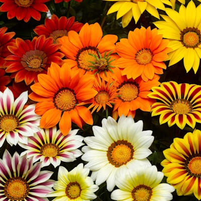Gazania varié