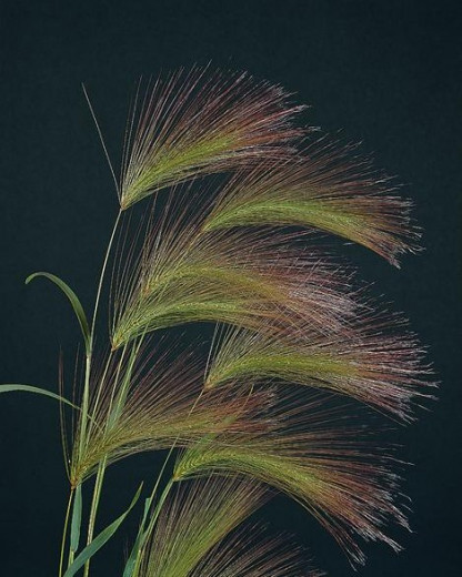 Hordeum Jubatum