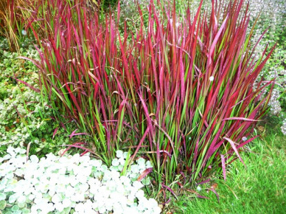 Imperata Cylindrica Red Barron