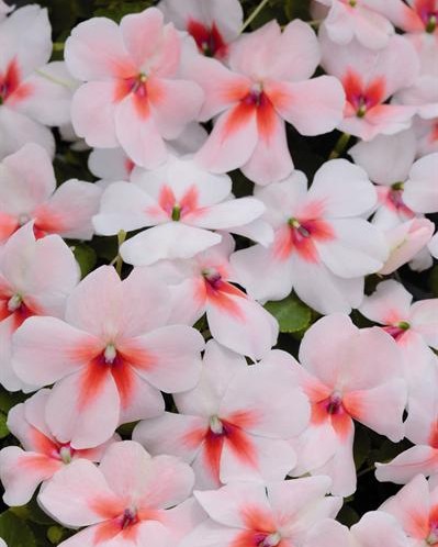 Impa. Simple Dezire Cherry Splash