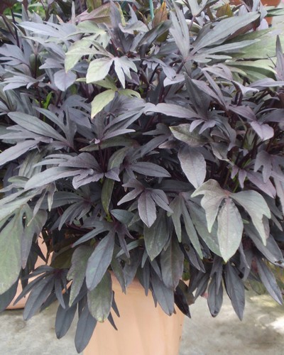 Ipomée Batatas Blacky