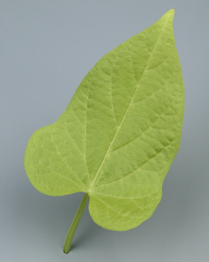 Ipomée Batatas Lime