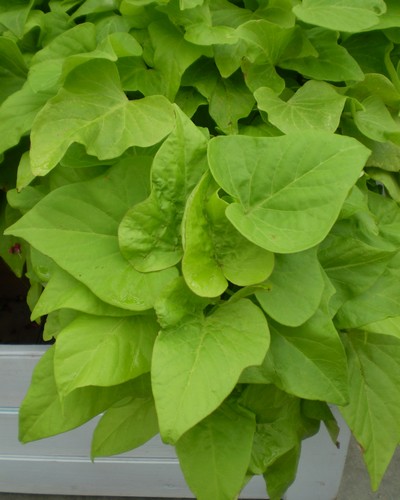 Ipomée Batatas Marguerite