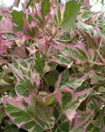 Ipomée Batatas Tricolor