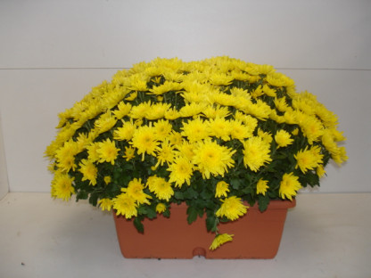 Jardi. de Multi. Unicolore Jaune