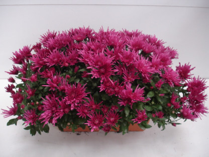 Jardi. de Multi. Unicolore Violet