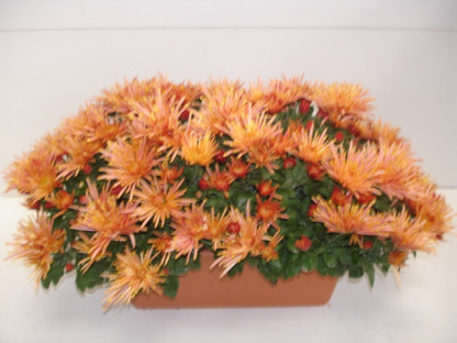 Jardi. Multi. Cuivre 30 cm