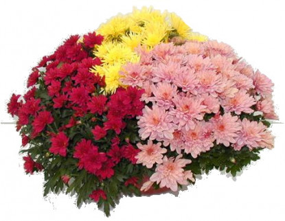 Jardi. Multi. Multicolore 40cm
