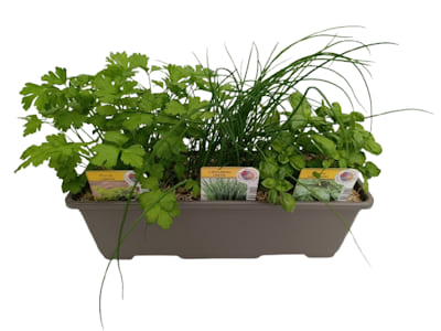 Jardiniere Aromatique SALADE Persil+Ciboul.+Basilic