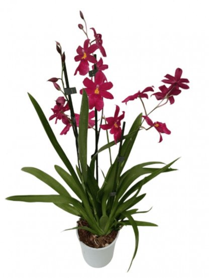 PHALAENOPSIS CAMBRIA Nelly Isler P12