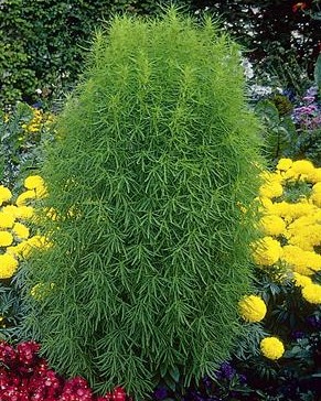 Kochia Childsii
