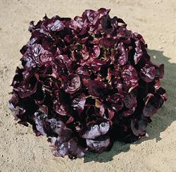 Feuille Chêne Gourmandine