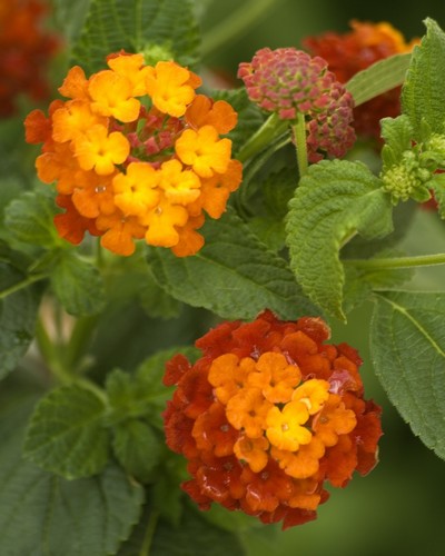 Lantana Camara Colibri