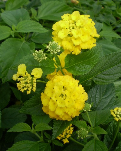 Lantana Camara Goldsonne