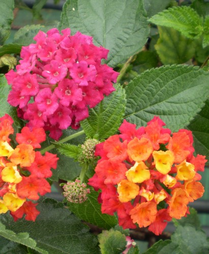 Lantana Camara Ingelsheim