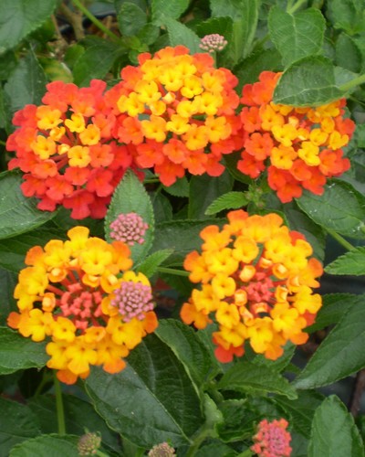 Lantana Camara Professeur Raoux