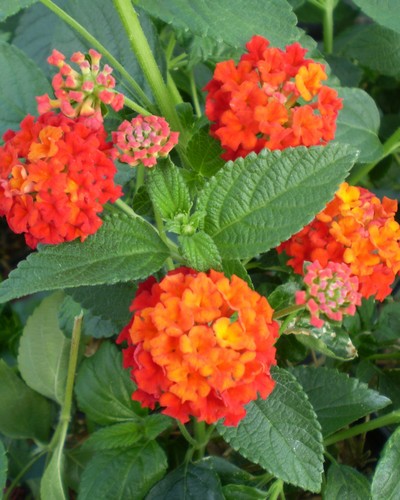 Lantana Camara Rouge de Corse