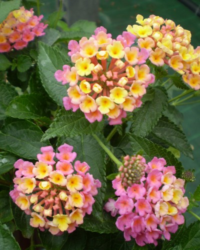 Lantana Camara Sonja