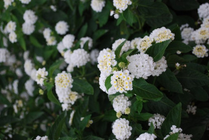 Lantana Montevidensis Blanc