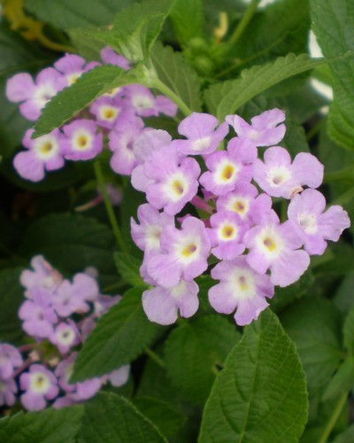 Lantana Montevidensis Bleu