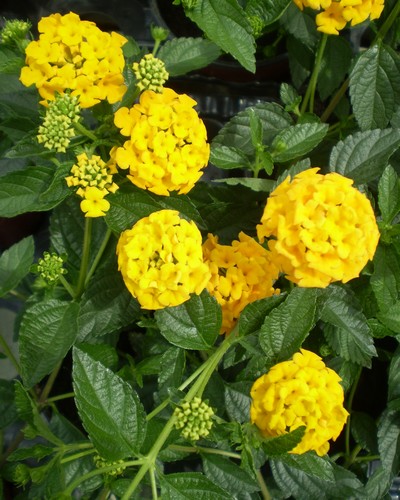 Lantana Montevidensis Jaune