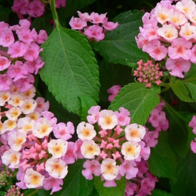 Lantana Rose