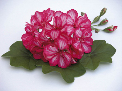 Lierre Double Magenta Bicolore