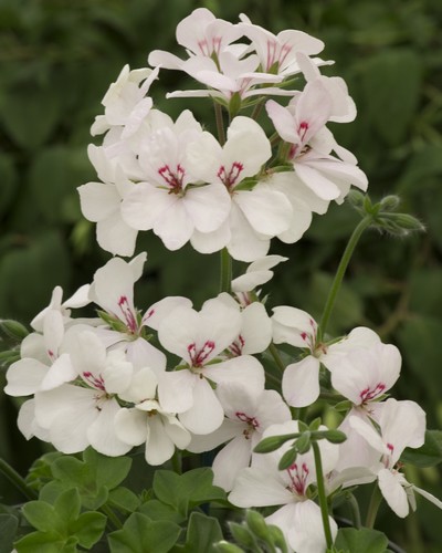Lierre Simple Blizzard/Pellino Blanc