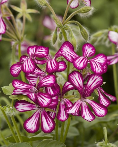 Lierre Simple Blizzard/Pellino Magenta Bicolore