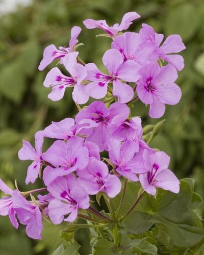 Lierre Sple Blizzard/Pellino Mauve