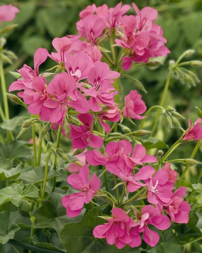 Lierre Simple Blizzard/Pellino Rose Foncé