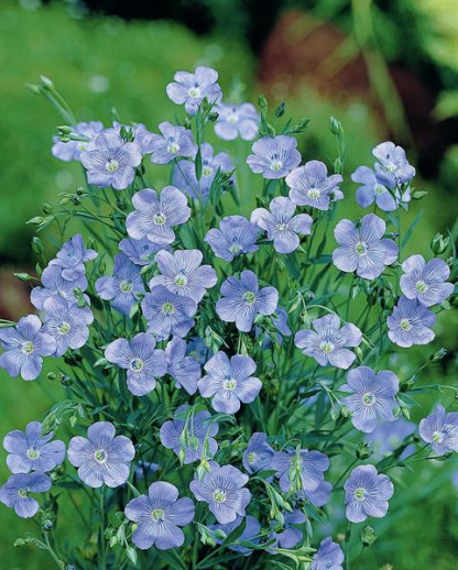 Lin Grandiflora Blue