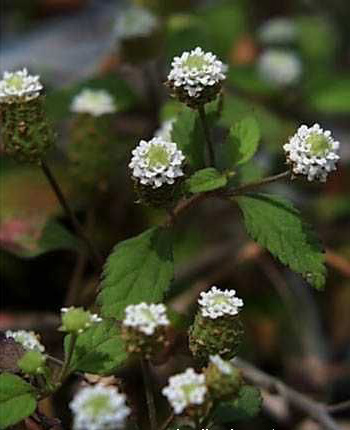 Lippia Dulcis Colada