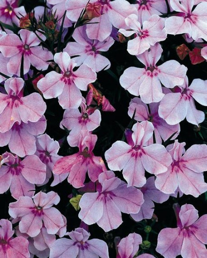 Lobélia Erinus Riviera Lilac