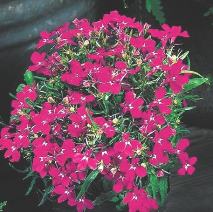 Lobélia Erinus Riviera Rose