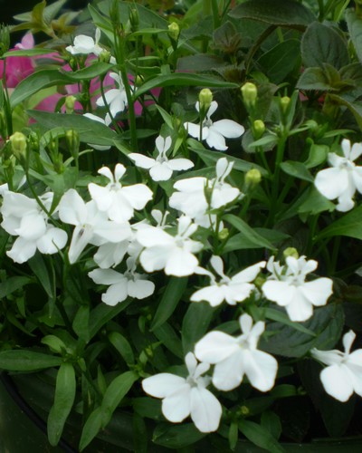 Lobélia Richardii Hot White