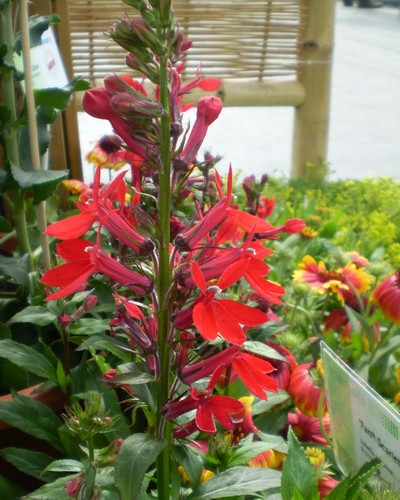 Lobélia Spéciosa Fan Rouge