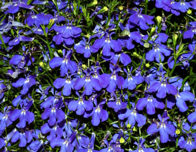 Lobularia varié